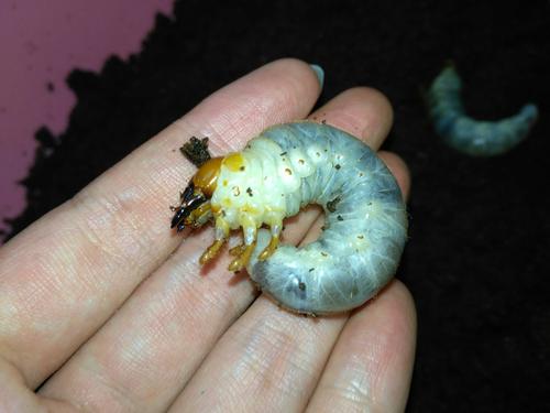 介绍及饲养记录●彩虹锹甲