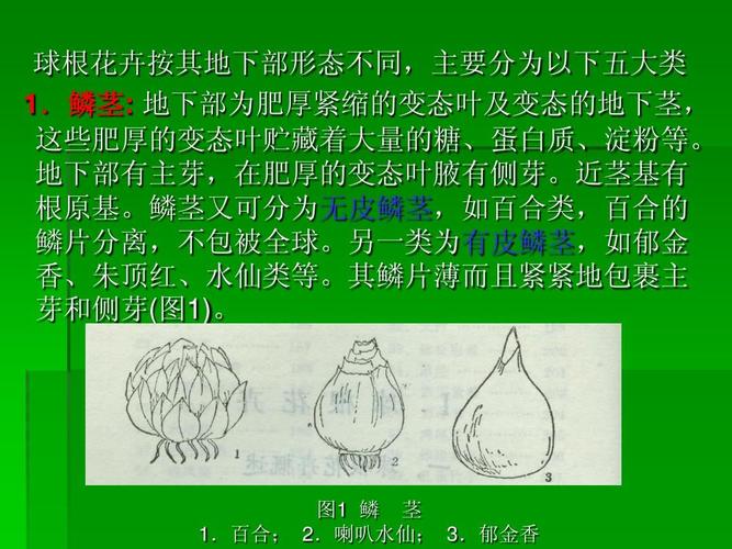 百合; 2.喇叭水仙; 3.郁金香
