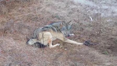 东北老人发现野狼被困兽夹,及时救助,放狼归山|狩猎