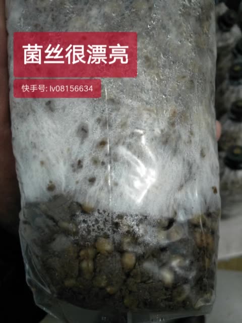 羊肚菌菌丝发的很慢是什么原因?