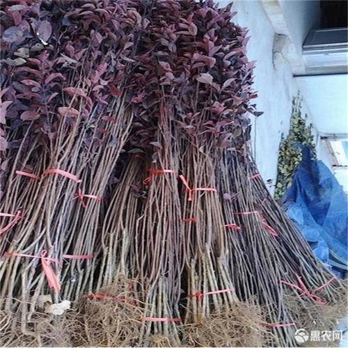 紫叶李树苗绿化苗木 速生紫叶李苗 红叶李苗 紫叶李苗紫叶李小