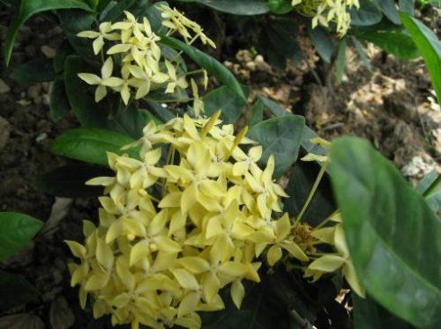 中草药——龙船花,玉叶金花(2008-01-23 19:49:52)