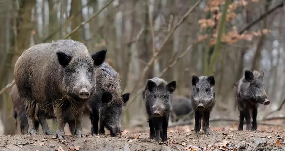 中国野猪泛滥成灾,人猪矛盾不断升级,百万野猪如何处理?