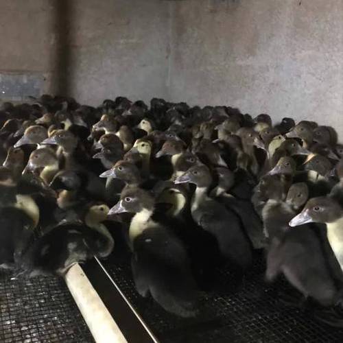 刚出壳的黑番鸭苗 16.00 元/只