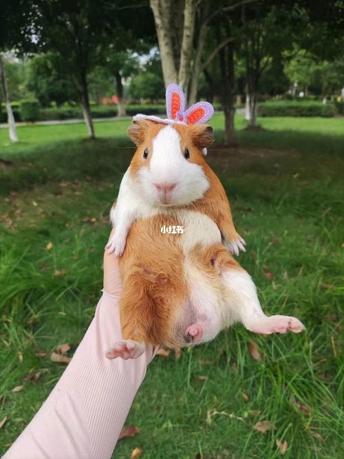 我的呆呆不知不觉已经长这么大了_荷兰猪_荷兰猪豚鼠天竺鼠_宠物_宠物