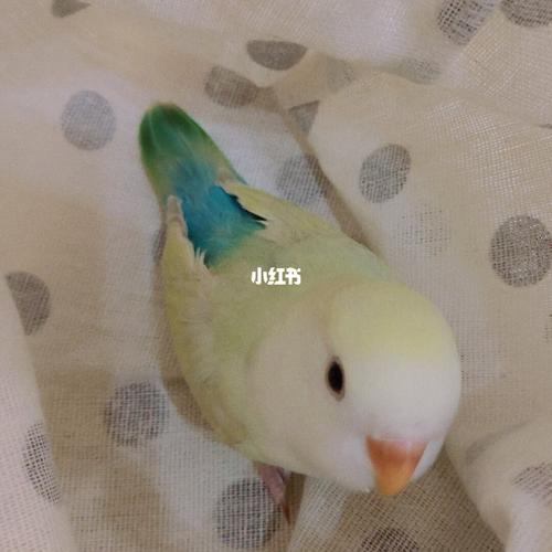 牡丹鹦鹉宝宝苹果绿白脸澳桂
