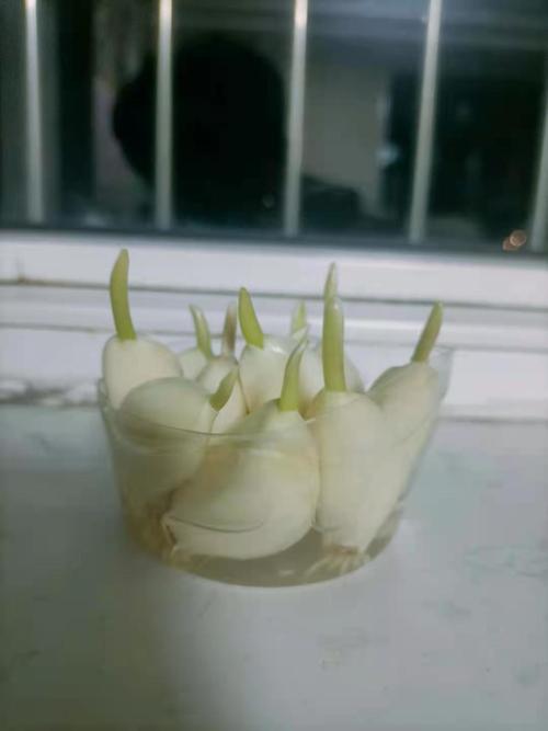 水培大蒜