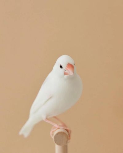 白文鸟 
