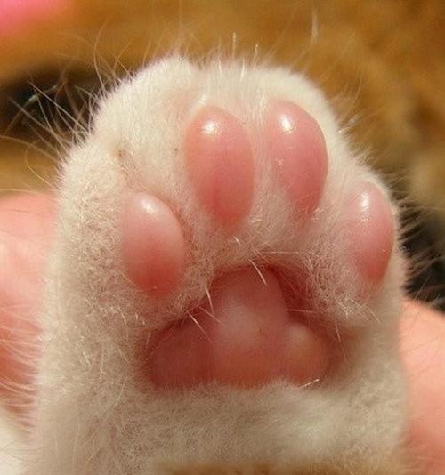 ohmygod这些小脚脚也太可爱了吧各式猫爪垫