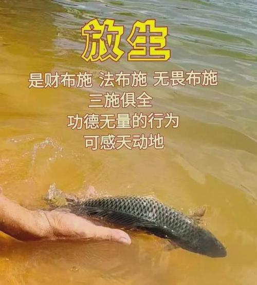 佛说放生功德利益太大经常放生这二十件事让你如愿