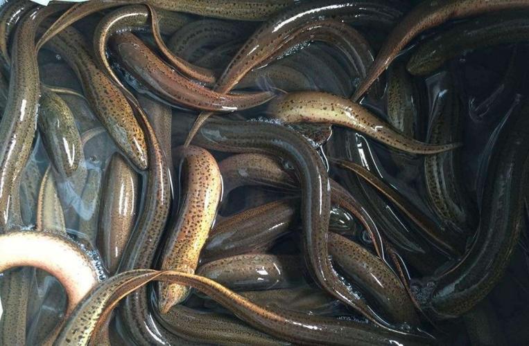 南充黄鳝养殖价格行情