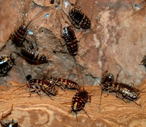 蟑螂的的一些事情