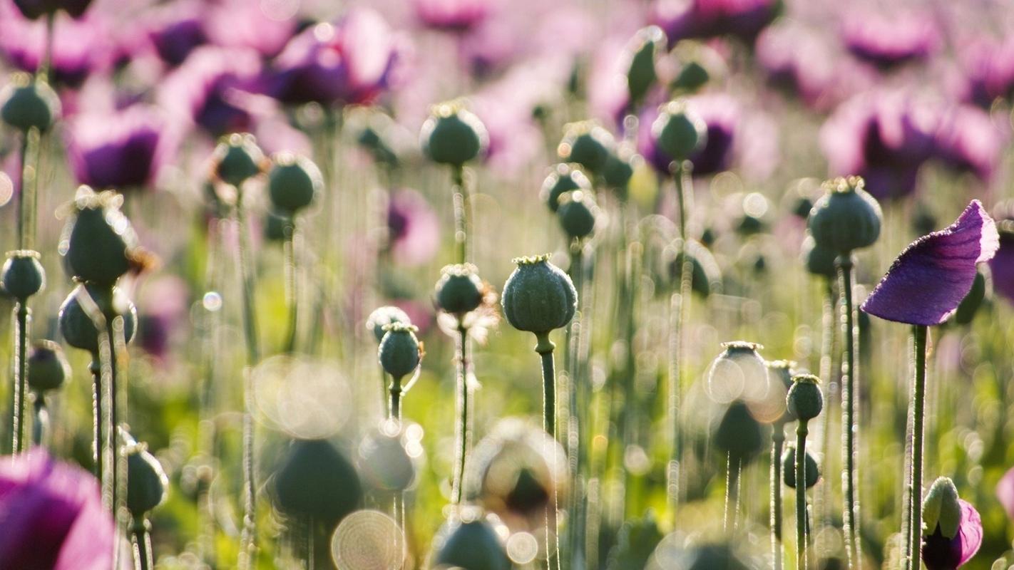 【miui资源组】罂粟唯美高清桌面壁纸1920x1080