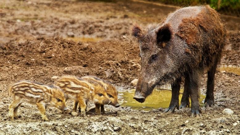fears influx of wild boars from sweden