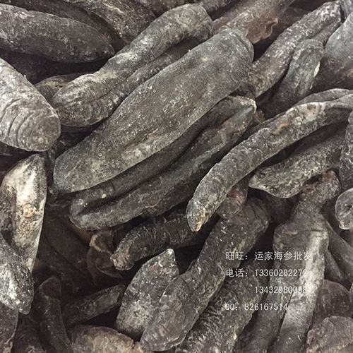 去皮海茄子参批发无泥巴茄子参肚子干净 9.8干发量高海参批发