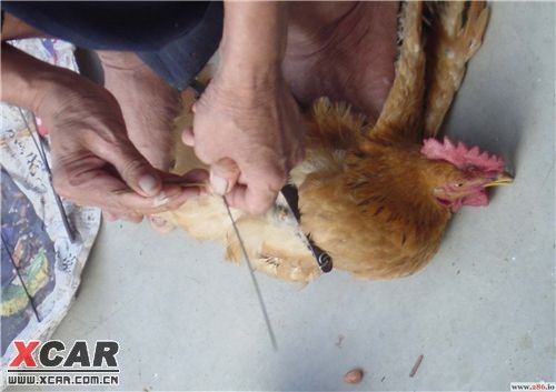 实拍:鸡是如何做绝育手术的