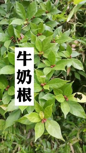 牛奶根是什么根?_牛奶_美食_美食展示_食材展示