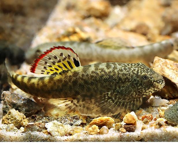 青青自然彩虹精灵琵琶清道夫小提琴爬岩鳅麦氏吸鳅熊猫鳅观赏鱼鰟鮍