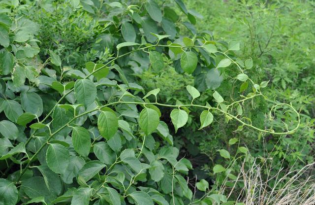 山里这种野生物,蛇见到就怕,人称"过山风",对蛇咬伤有特效