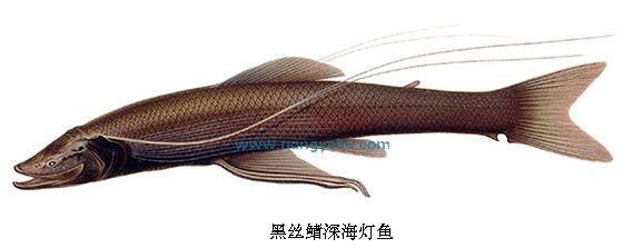黑丝鳍深海灯鱼