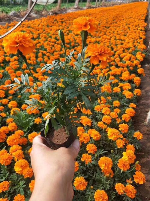 青州孔雀草批发