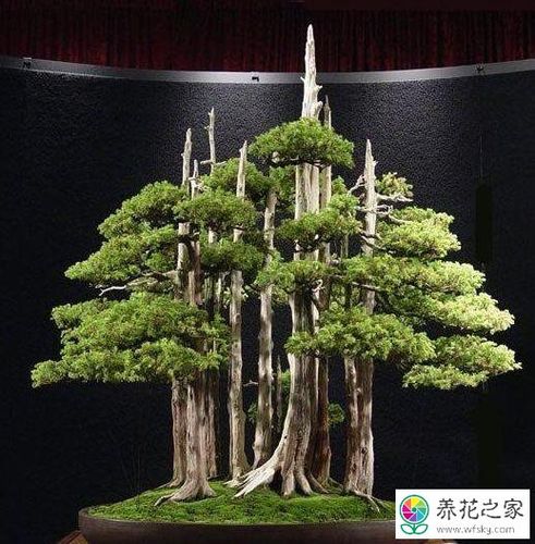 柏树盆景适合放家里吗