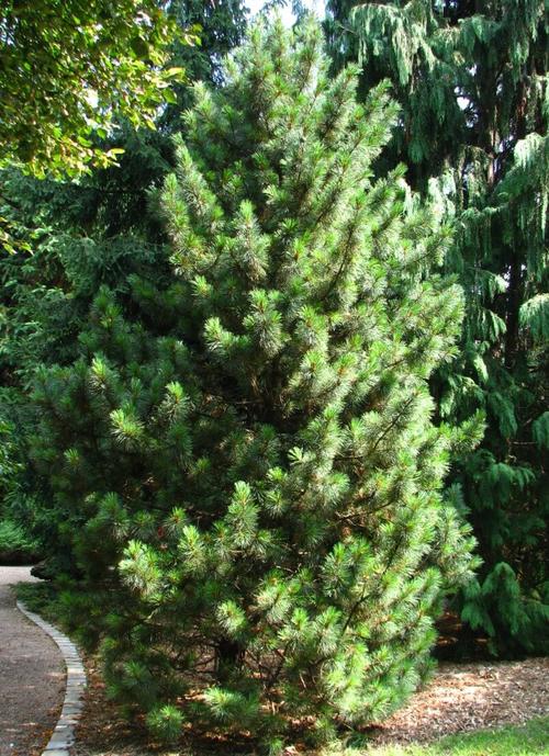 60  different types of pine trees (with names and