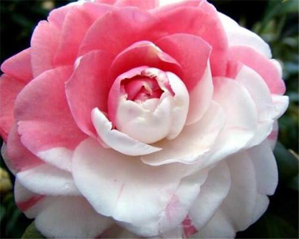 十八学士茶花白底的怎么判断 十八学士茶花过冬怎么养