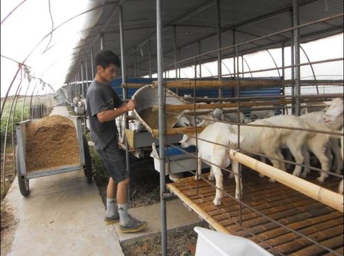 养羊大棚如何建设?