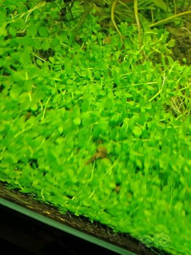 【水草】出爬地矮珍珠和荷兰草