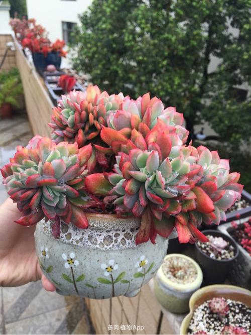 绮罗缀化