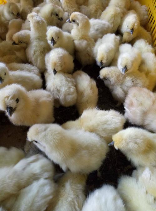 [乌骨鸡苗批发]竹丝鸡苗 统货价格5.2元/只 - 惠农网