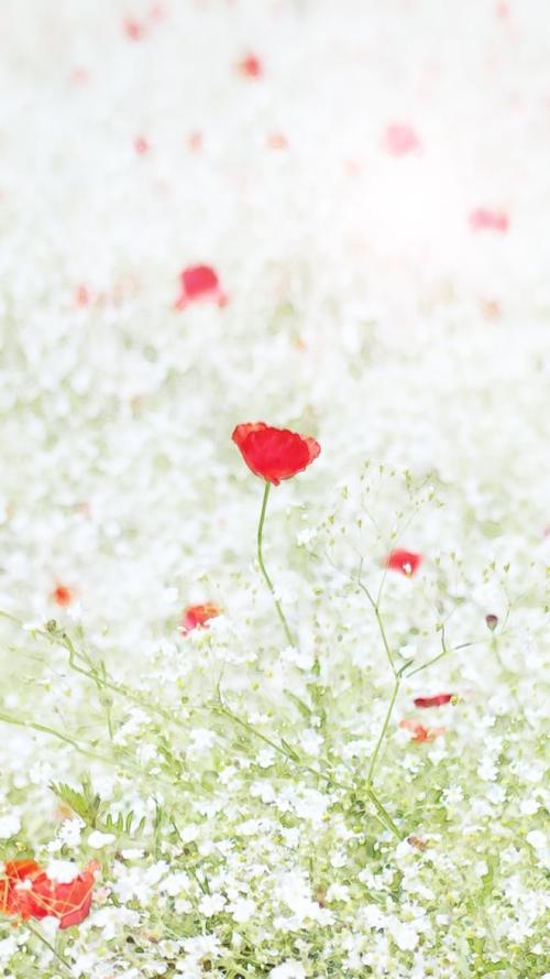 星空物语#花花草草#碧海蓝天 风景文字插画锁屏高清手机壁纸