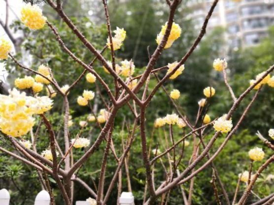 一份值得养花卉清单花名唯美开花也漂亮养花新手可参考