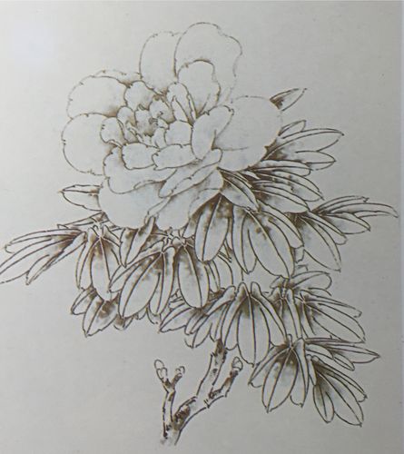 牡丹写生钢(铅)笔画参考