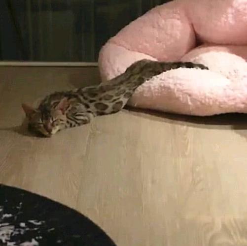 原创主人夜里起来喝水,发现猫咪被蛇吞掉只剩头,走近一看懵圈了