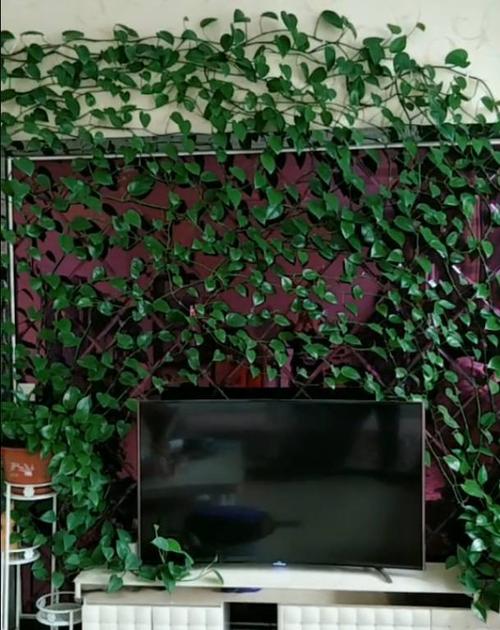大哥用"鸡蛋"把绿萝养了占满电视墙,现在很烦恼!