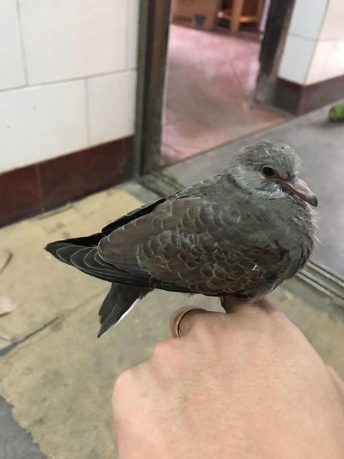 手养斑鸠活体鸟一对成年包邮繁殖珠虎鸽子种幼崽放生幼鸟
