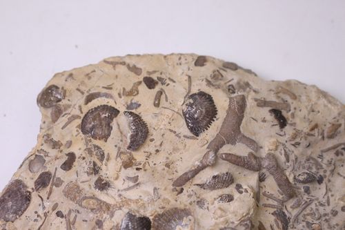 共生无洞贝化石原石贝壳化石群板古生物海洋动物原石摆件收藏