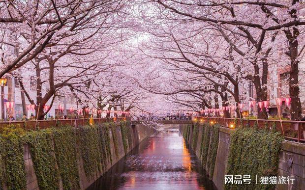 樱花的起源地到底是哪个国家|日本|韩国|井吉野_网易