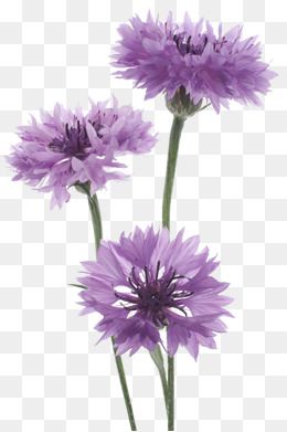 紫色矢车菊花束高清大图