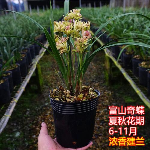 富山奇蝶兰花苗带花苞盆栽植物