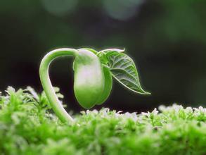 种子发芽图片大全_百度图片搜索