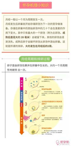 【怀孕机理小知识】月经周期和排卵过程