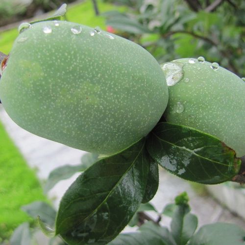 云南特产新鲜水果酸木瓜3斤野生白花酸木瓜做菜泡酒当季水果包邮