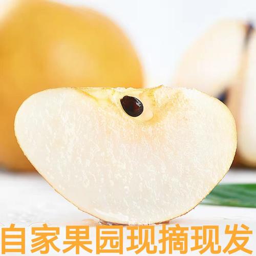 正宗山东冰糖秋月梨羊脂新鲜水果梨比南水莱阳梨超甜5斤10斤包邮