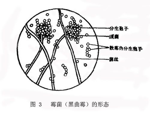 土壤微生物的种类及其形态
