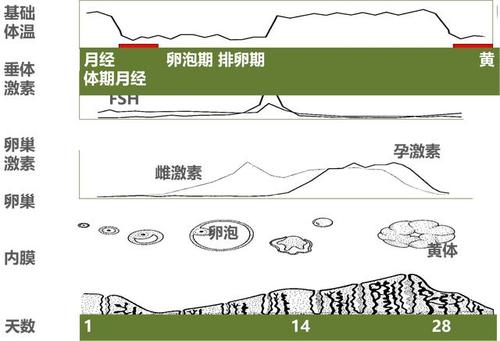 生殖内分泌常识