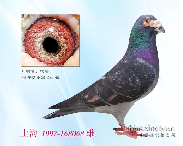 国血吴淞--我别无他二的选择-中信网信鸽园地