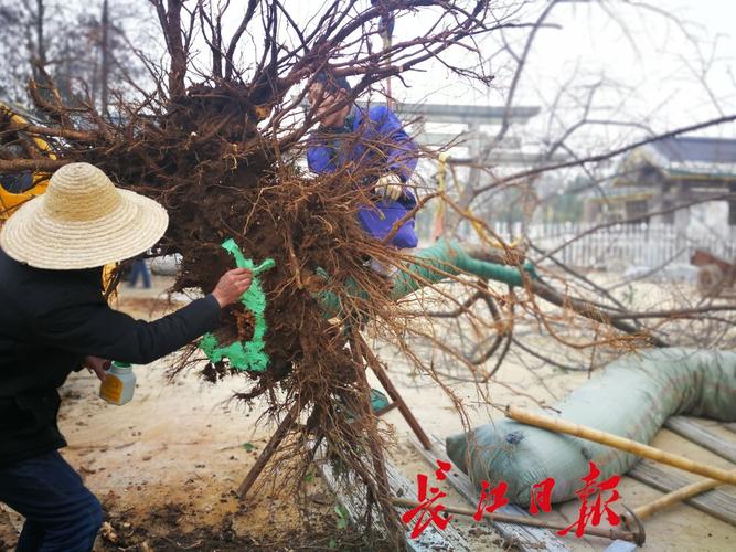 东湖樱园内樱花树被连根挖起放在路边,怎么回事?